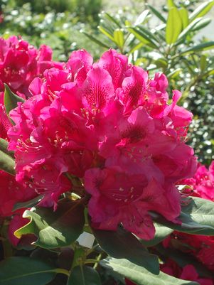 RHODODENDRON CAT. `NOVA ZEMBLA` - In Store Pickup