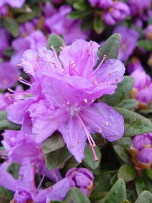 RHODODENDRON X `PURPLE GEM` - In Store Pickup