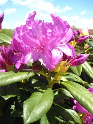 RHODODENDRON `PURPLE PASSION` - In Store Pickup