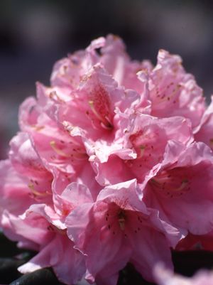 RHODODENDRON `SCINTILLATION` - In Store Pickup