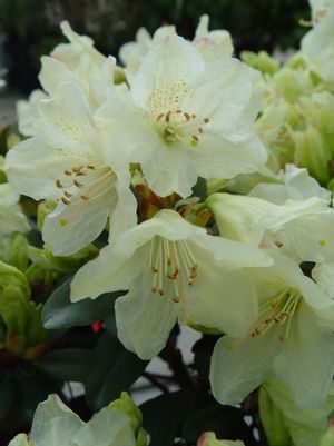 RHODODENDRON X `TOWHEAD` - In Store Pickup