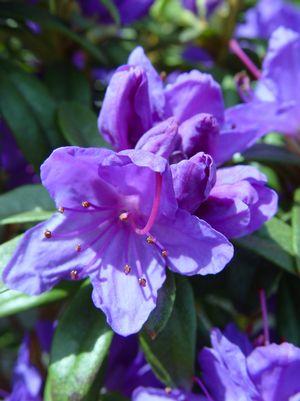 RHODODENDRON X `BLUE BARON` - In Store Pickup