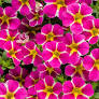 CALIBRACHOA (Superbells) - Various - In Store Pickup