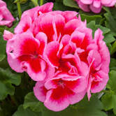 10" Geranium Hanging Basket - Various Colors - In Store Pickup