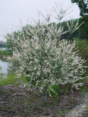 JAPANESE DAPPLED WILLOW (SALIX INTEGRA) `HAKARO NISHIKI`- In Store Pickup