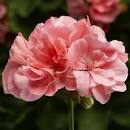 10" Geranium Hanging Basket - Various Colors - In Store Pickup