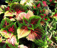 COLEUS - 4.5" - Various - In Store Pickup