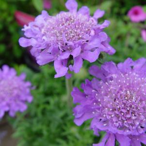 SCABIOSA CAUCASICA - PIN CUSHION FLOWER  `BUTTERFLY BLUE` - In Store Pickup