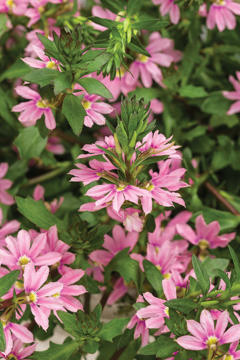 Scaevola 4" - In Store Pickup