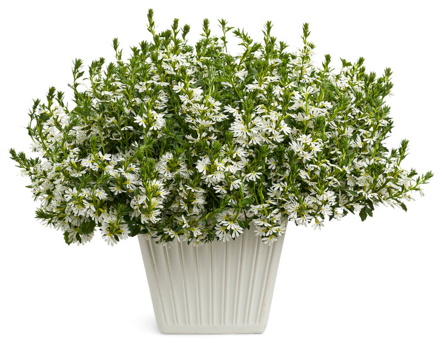 Scaevola 4" - In Store Pickup