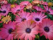 OSTEOSPERMUM - AFRICAN DAISY - Various - In Store PIckup