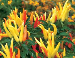 Ornamental Pepper - In Store Pickup