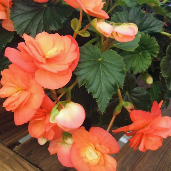 10" Begonia Hanging basket - Various Colors - In Store Pickup