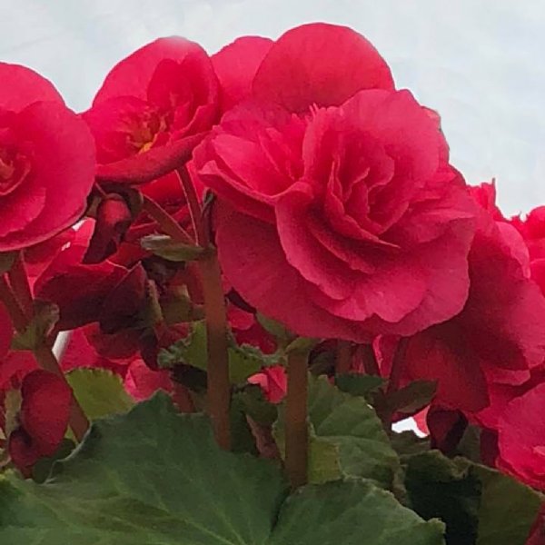 10" Begonia Hanging basket - Various Colors - In Store Pickup