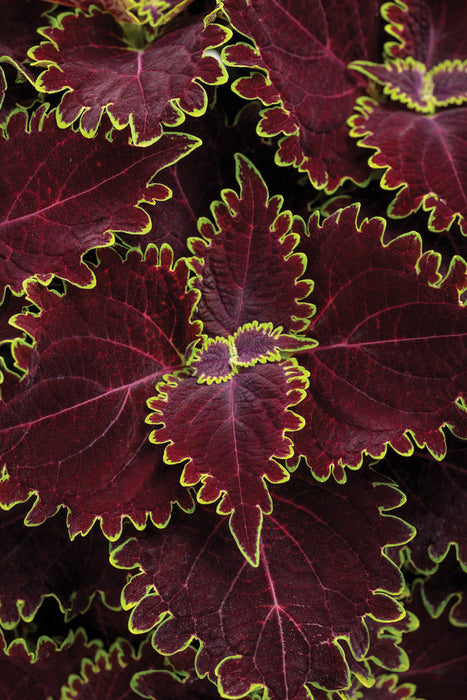 COLEUS - 4.5" - Various - In Store Pickup