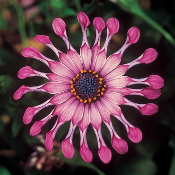OSTEOSPERMUM - AFRICAN DAISY - Various - In Store PIckup