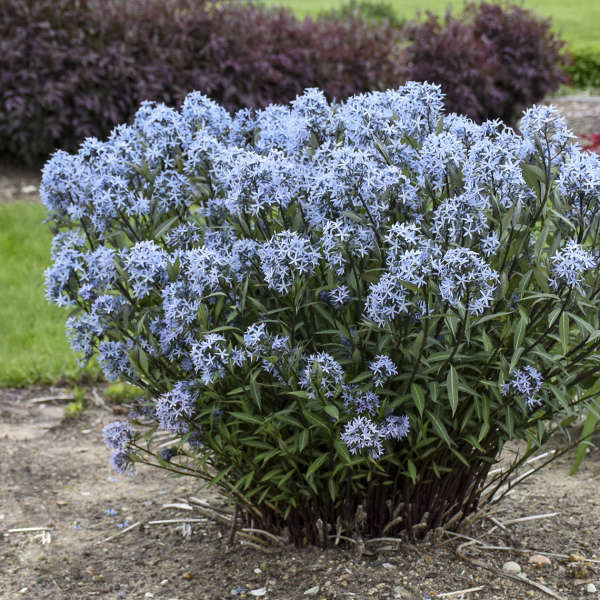 (AMSONIA x 'STORM CLOUD' BLUE STAR - In Store Pickup