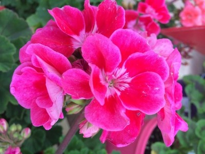 10" Geranium Hanging Basket - Various Colors - In Store Pickup