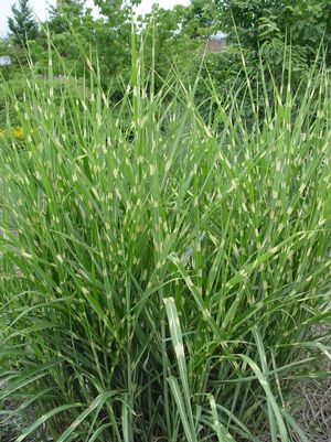 PORCUPINE GRASS (MISCANTHUS SINENSIS) `STRICTUS` - In Store Pickup