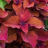 COLEUS - 4.5" - Various - In Store Pickup