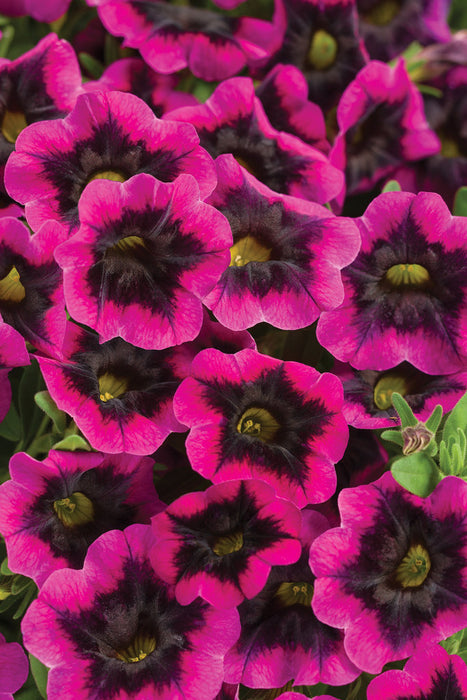 CALIBRACHOA (Superbells) - Various - In Store Pickup