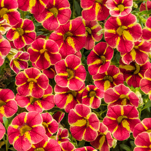 CALIBRACHOA (Superbells) - Various - In Store Pickup