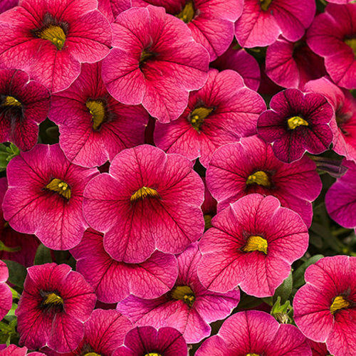 CALIBRACHOA (Superbells) - Various - In Store Pickup