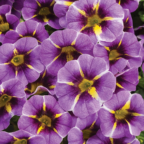 CALIBRACHOA (Superbells) - Various - In Store Pickup