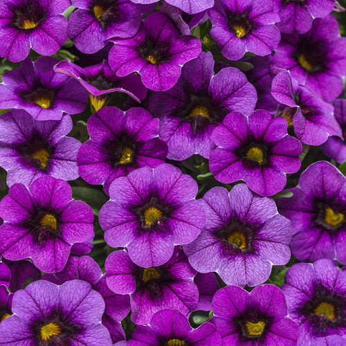 CALIBRACHOA (Superbells) - Various - In Store Pickup
