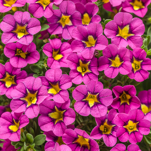 CALIBRACHOA (Superbells) - Various - In Store Pickup