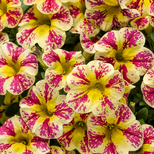 CALIBRACHOA (Superbells) - Various - In Store Pickup