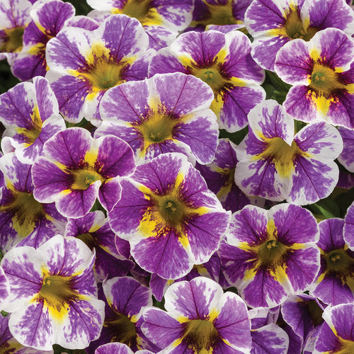 CALIBRACHOA (Superbells) - Various - In Store Pickup