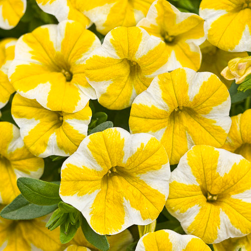 CALIBRACHOA (Superbells) - Various - In Store Pickup