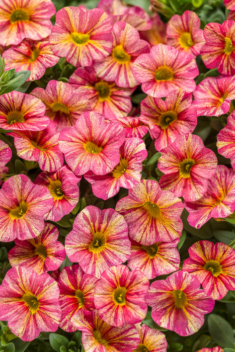 CALIBRACHOA (Superbells) - Various - In Store Pickup