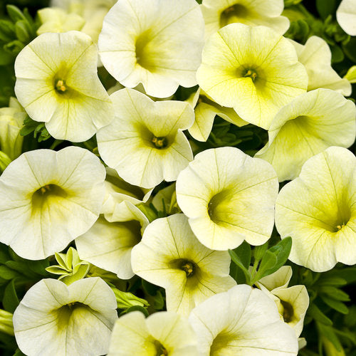 CALIBRACHOA (Superbells) - Various - In Store Pickup