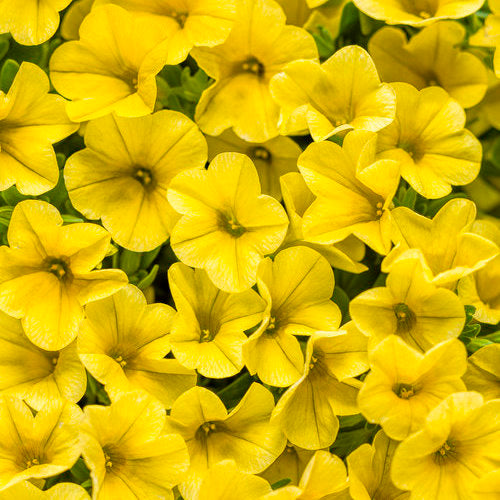 CALIBRACHOA (Superbells) - Various - In Store Pickup
