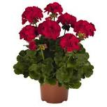 Geranium Zonal - 6.0" Premium - In Store Pickup