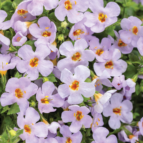 BACOPA - In Store Pickup