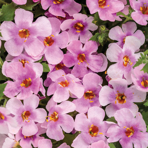 BACOPA - In Store Pickup