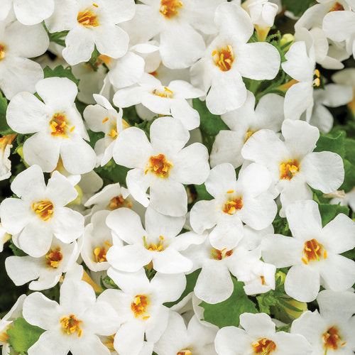 BACOPA - In Store Pickup