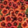 CALIBRACHOA (Superbells) - Various - In Store Pickup
