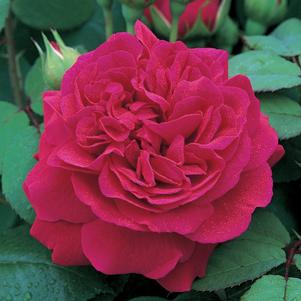 Rose David Austin 'Tess of the d'Urbervilles' (Ausmove) English Rose - In Store Pickup