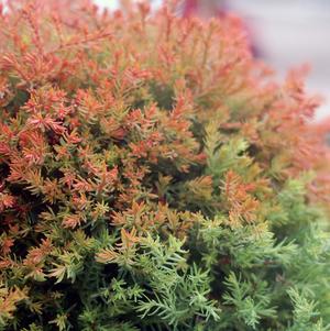 ARBORVITAE (THUJA OCCIDENTALIS) `FIRE CHIEF` - In Store Pickup
