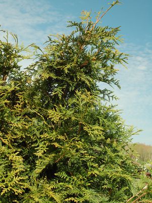 ARBORVITAE (THUJA PLICATA) `GREEN GIANT`- In Store Pickup