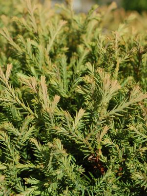ARBORVITAE (THUJA) `MR. BOWLING BALL` - In Store Pickup