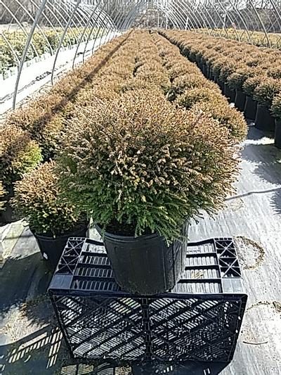 ARBORVITAE (THUJA) `MR. BOWLING BALL` - In Store Pickup