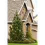 LIMBER PINE (PINUS FLEXILIS)  `VANDERWOLF'S PYRAMID' - In Store Pickup