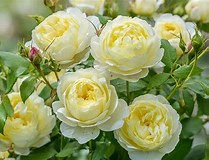 Rose David Austin 'Vanessa Bell' - In Store Pickup