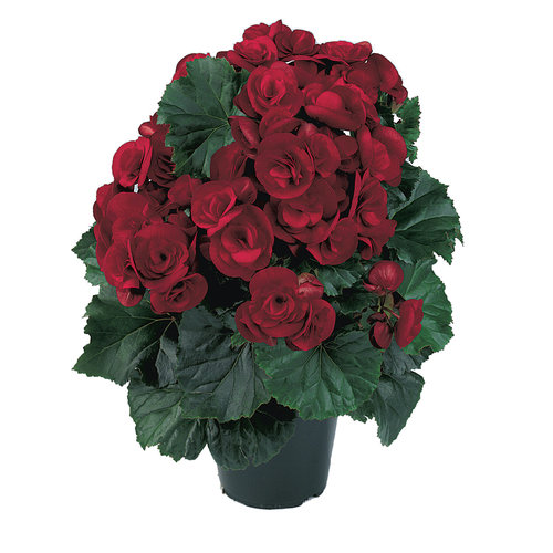 10" Begonia Hanging basket - Various Colors - In Store Pickup