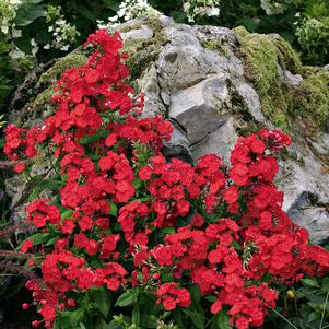PHLOX `VOLCANO RED` - GARDEN PHLOX - In Store Pickup
